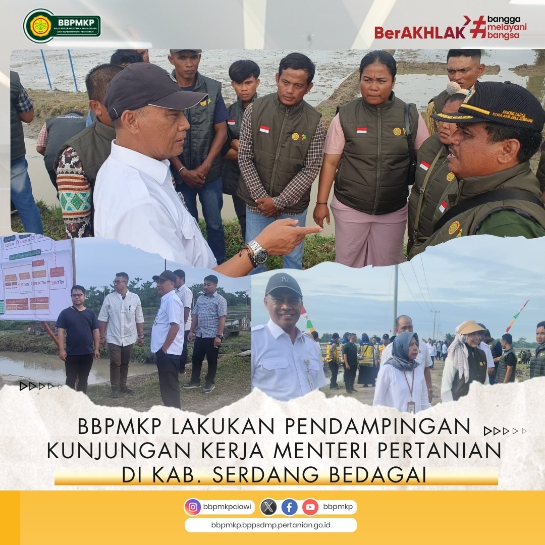 BBPMKP Lakukan Pendampingan Kunjungan Kerja Menteri Pertanian di Kab. Serdang Bedagai